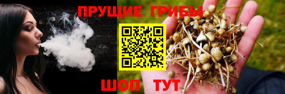 Псилоцибиновые грибы Psilocybe Владимир